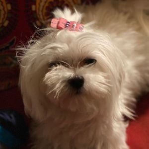 Meet your Posher, Deborah